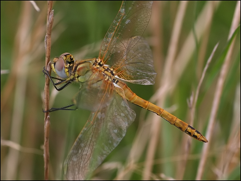 2007-08-18_Zwervende_heidelibel_-_Zuidlaardermeer, zuidoever_1.jpg